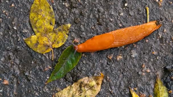 Primo Piano Filmato Melma Arancione Asfalto Con Foglie Cadute — Video Stock