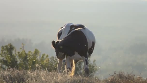 Aufnahmen Von Kühen Die Auf Einer Grünen Hügelwiese Grasen — Stockvideo