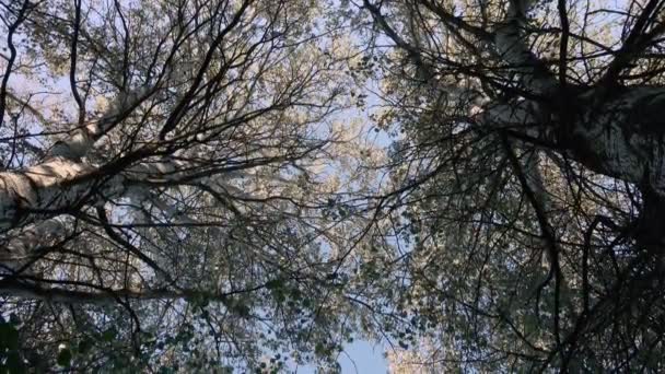 Mooie Beelden Van Rustige Natuurlijke Landschap Met Rivier — Stockvideo