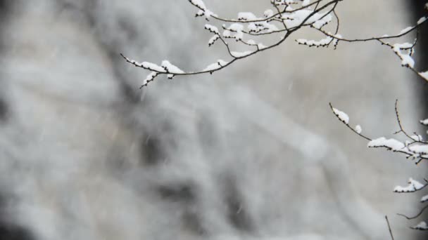 Images Rapprochées Branches Arbres Recouvertes Neige Hiver — Video