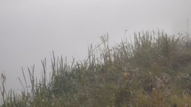 gölün üzerinde güzel sis doğal görüntüleri