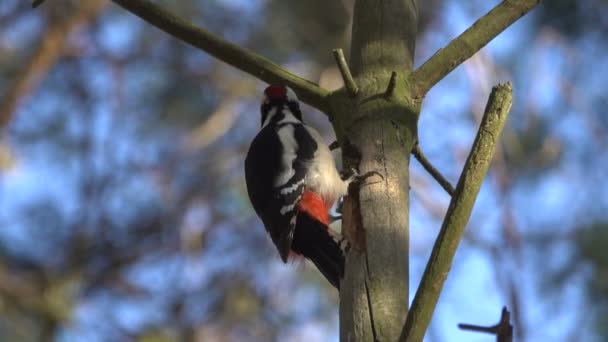 在蓝天前栖息在树干上的山雀的风景画面 — 图库视频影像