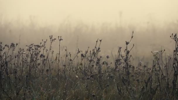 Γραφικές Σκηνές Από Όμορφη Ομίχλη Τοπίο — Αρχείο Βίντεο
