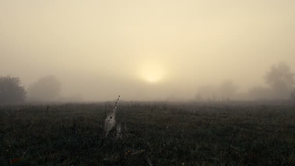 Natur Sköna Bilder Vackra Dimmigt Landskap — Stockvideo