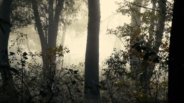 Живописные Кадры Красивого Туманного Пейзажа — стоковое видео