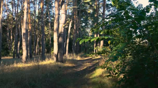 Mooie Beelden Van Rustige Natuurlijke Landschap — Stockvideo