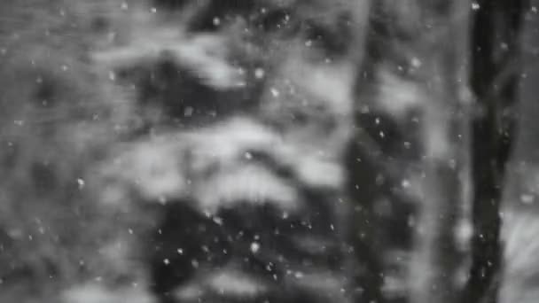 Close Footage Heavy Snowfall Forest — Stock Video
