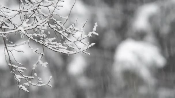 Riprese Ravvicinate Abbondanti Nevicate Nella Foresta — Video Stock