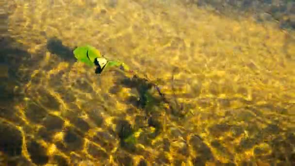 Tranquillo Filmato Della Superficie Ondulata Del Fiume — Video Stock