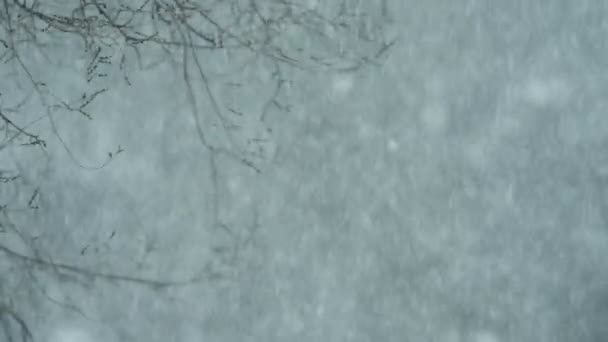 Zbliżenie Pokrytych Śniegiem Gałęzi Drzew Zimą — Wideo stockowe