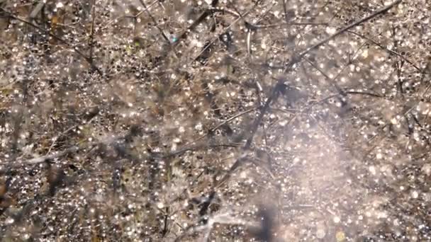 水滴で覆われた木の枝の風光明媚な映像 — ストック動画