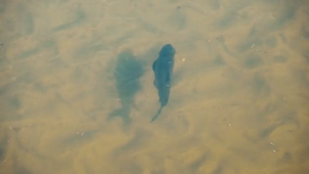 Imagens Peixes Nadando Água Lago — Vídeo de Stock