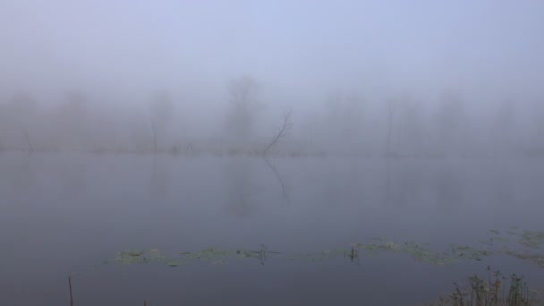Imágenes Escénicas Hermosa Niebla Sobre Lago — Vídeo de stock