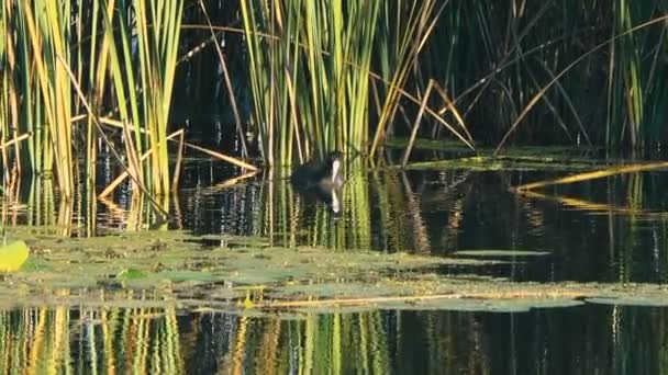 Спокійні Кадри Хвилястої Водної Поверхні Річки — стокове відео