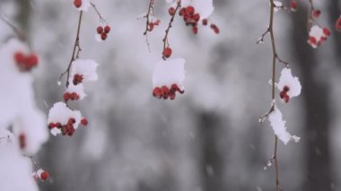 ormanda ağır kar yağışı yakın çekim görüntüleri fidanı ağacı ile