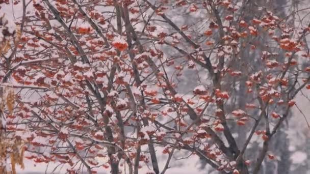 Images Rapprochées Fortes Chutes Neige Dans Forêt Avec Rowanberry — Video