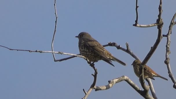 在蓝天前栖息在树枝上的鸟的风景画面 — 图库视频影像