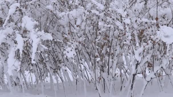 Close Beelden Van Zware Sneeuwval Het Bos Met Rowanberry Boom — Stockvideo