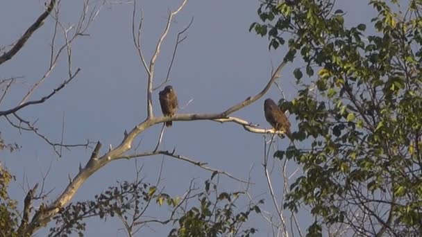 Szenische Aufnahmen Von Vögeln Die Vor Blauem Himmel Auf Ästen — Stockvideo