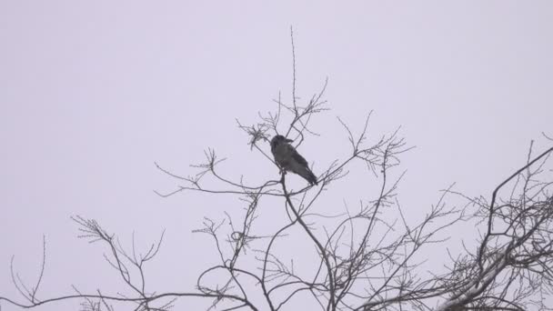 Nahaufnahmen Von Vögeln Die Vor Bewölktem Himmel Auf Einem Baum — Stockvideo