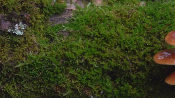 Scenic Footage Mossy Log Mushrooms — Stock Video