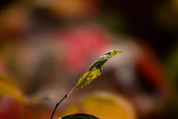 Feuille verte d'un arbre sur un fond lumineux flou sur un d ensoleillé — Photo