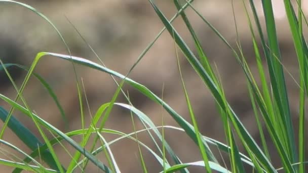 Крупним Планом Кадри Зеленої Трави Махаючи Вітрі — стокове відео