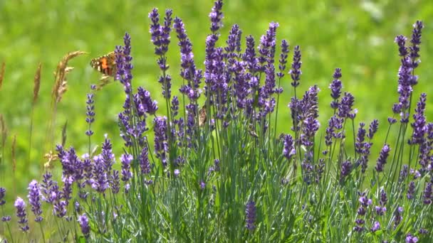 Séquences Tranquilles Papillon Assis Sur Belles Fleurs Lavande — Video