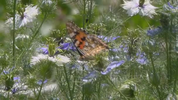 Imágenes Tranquilas Mariposa Sentada Hermosas Flores Campo — Vídeo de stock