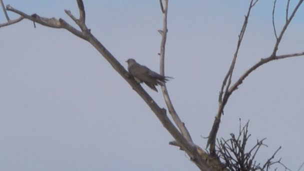 Close Beelden Van Mooie Vogeltje Boomtak Met Nest — Stockvideo