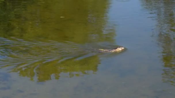 Close Footage Beever Swimming River Sunny Day — Stock Video