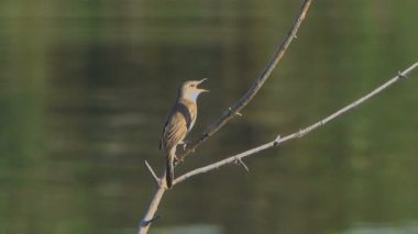 su yüzeyinin önündeki ağaç dalı üzerinde güzel küçük kuş yakın çekim görüntüleri
