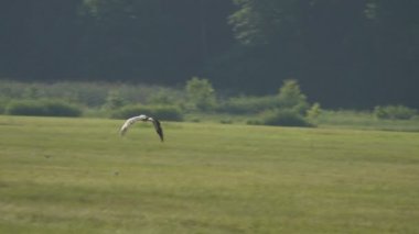 yeşil alanda güzel leylek yakın çekim görüntüleri