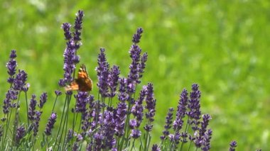 güzel lavanta çiçekleri üzerinde oturan kelebekler sakin görüntüleri