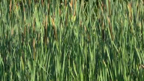 plan rapproché de l'herbe verte agitant le vent 