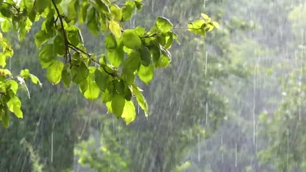 Szenische Aufnahmen Von Grünen Baumblättern Unter Regen — Stockvideo