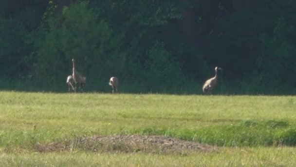 Close Beelden Van Zwerm Ooievaars Groen Veld — Stockvideo