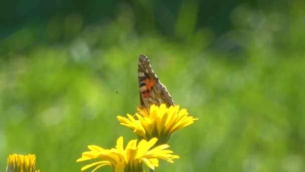蝴蝶坐在美丽的薰衣草花的宁静镜头 — 图库视频影像