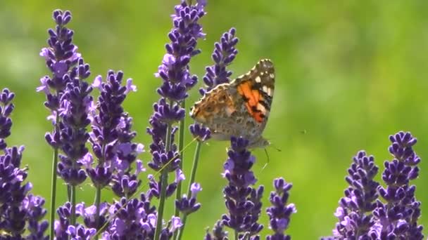 美しいラベンダーの花の上に座っている蝶の静かな映像 — ストック動画