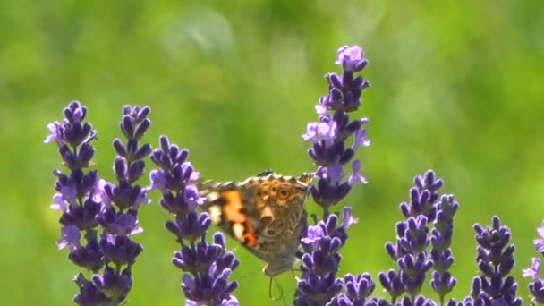 Güzel Lavanta Çiçekleri Üzerinde Oturan Kelebek Sakin Görüntüleri — Stok video