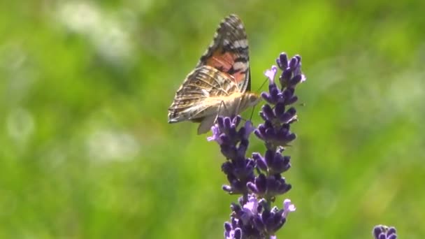 Nyugodt Felvételeket Pillangó Gyönyörű Levendula Virágok — Stock videók