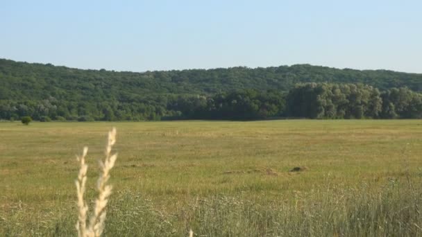 Imágenes Escénicas Del Hermoso Campo Agricultura Bajo Cielo Azul — Vídeo de stock