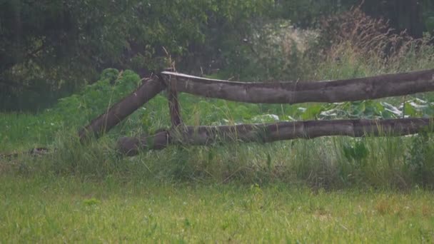 Мальовничі Кадри Зеленого Лугу Дерев Яним Парканом Під Дощем — стокове відео