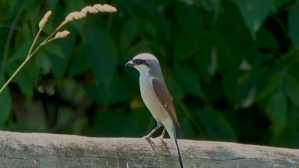 Nahaufnahme Eines Schönen Kleinen Vogels Auf Baumstämmen — Stockvideo