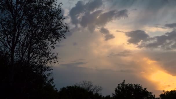 Schilderachtige Beelden Van Boom Silhouetten Zonsondergang — Stockvideo