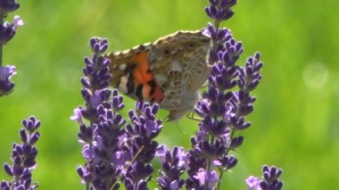güzel lavanta çiçekleri üzerinde oturan kelebek sakin görüntüleri