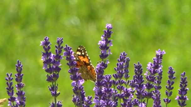Séquences Tranquilles Papillon Assis Sur Belles Fleurs Lavande — Video