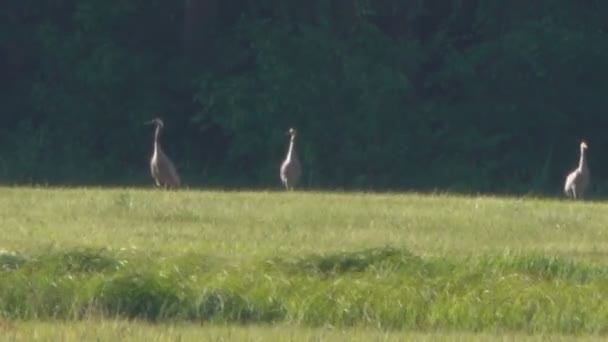 Close Beelden Van Zwerm Ooievaars Groen Veld — Stockvideo