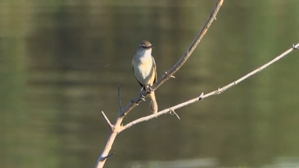 水面前の木の枝に美しい小鳥のクローズアップ映像 — ストック動画
