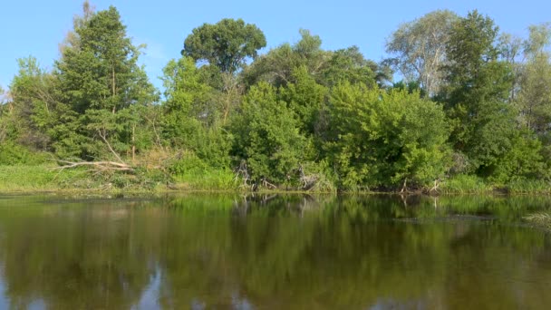 séquences scéniques de beau lac entouré d'arbres verts 